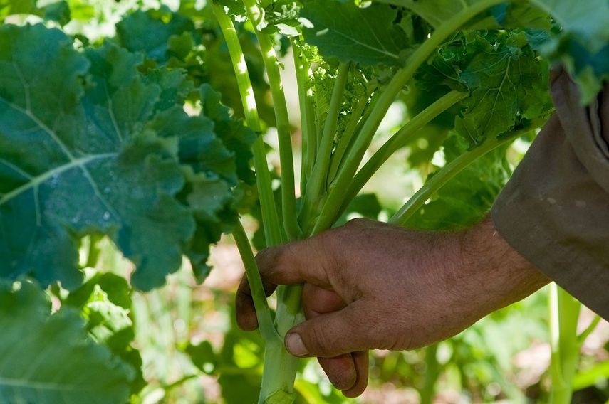 Actualmente más de 3.000 granjas en Estados Unidos se dedican al cultivo de la col rizada.  &nbsp;