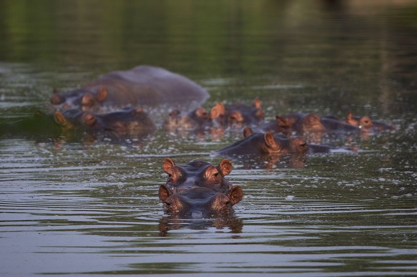 Hipop&oacute;tamos ba&ntilde;&aacute;ndose en un lago del Parque Tam&aacute;tico Hacienda N&aacute;poles en Puerto Triunfo, Colombia, el 12 de febrero del 2020.&nbsp;