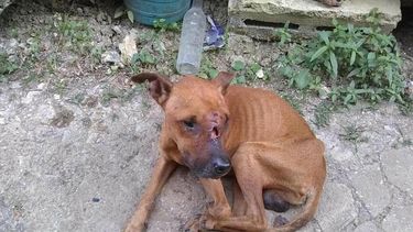 Uno de los perros que han sido rescatados por los voluntarios de CeDA en Cuba.&nbsp;