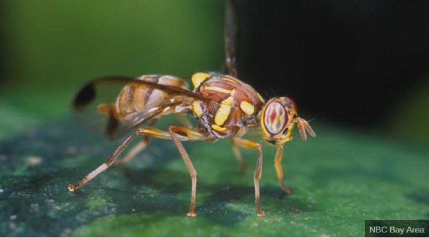 La mosca oriental de la fruta, Bactrocera dorsalis, está presente en Miami-Dade.