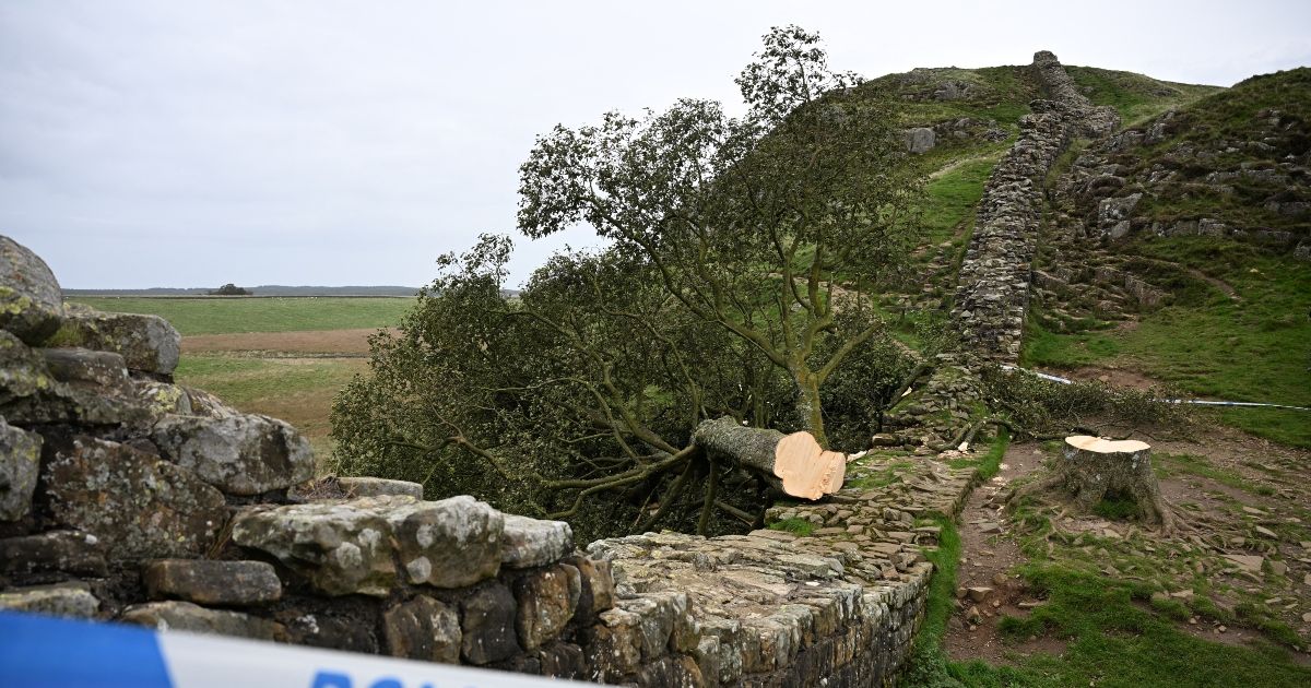 Dos hombres van a prisión por talar el árbol más famoso de Inglaterra