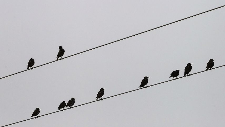 Vista de varias aves posadas en cables eléctricos.&nbsp;