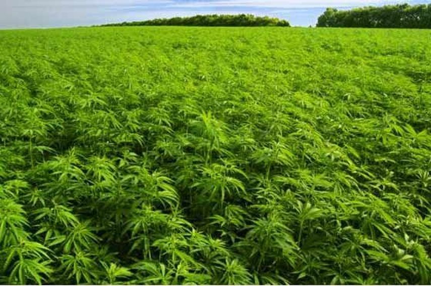 Colombia dio en el pasado 23 de diciembre un paso histórico al legalizar la marihuana para uso medicinal y científico con un decreto que habilita la posibilidad de que se expidan licencias para la posesión de semillas de cannabis, así como para el esta