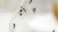 Los síntomas principales asociados al zika son sarpullido, fiebre, dolor en las articulaciones y conjuntivitis sin secreción.