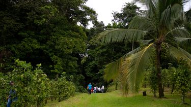 En esta foto de archivo tomada el 28 de octubre de 2020 un grupo de turistas realiza un recorrido en una finca donde las plantaciones compensan la huella de carbono de sus visitantes, en Heredia, Sarapiquí, Costa Rica.