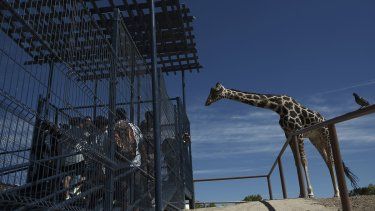 Un grupo de niños visitan a la jirafa Benito en el Parque Central, gestionado por el gobierno municipal, en Ciudad Juárez, México, el 13 de junio de 2023.&nbsp;