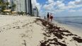 Presencia de sargazo den Sunny Isles Beach