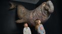 Niños contemplan el modelo de un elefante marino en el Museo de Ciencias Frost, en Miami. Niños contemplan el modelo de un elefante marino en el Museo de Ciencias Frost, en Miami.