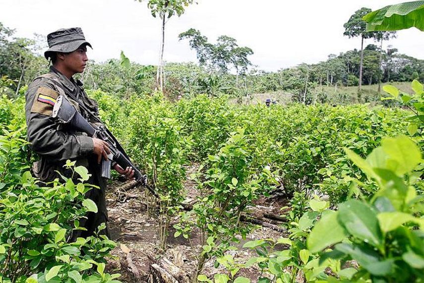Las mafias colombianas han cruzado a su ribera derecha para instalar plantaciones de coca en comunidades de indígenas peruanos de la etnia ticuna (Foto Referencial)