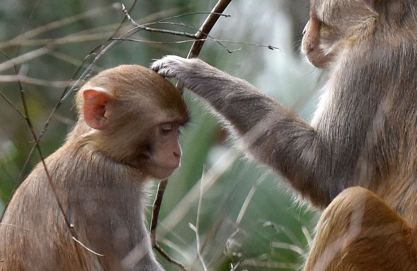 Dos monos en el Silver Springs State Park, Florida.