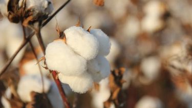 El Día Mundial del Algodón se celebra el 7 de octubre por acuerdo de la Asamblea General de las Naciones Unidas