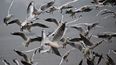 Imagen referencial a aves