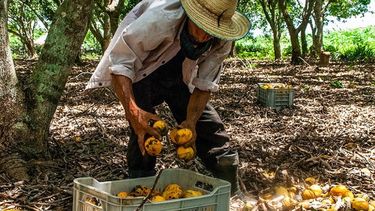 El mango es un antídoto a la hambruna en Cuba