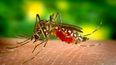 Los virus del Zika y el dengue están estrechamente relacionados.