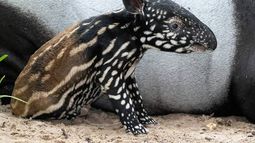 El 16 de septiembre, después de una gestación de aproximadamente 13 meses, ¡nació un tapir malayo en peligro de extinción en el Zoológico de Miami! ¡Este es el primer nacimiento exitoso de esta especie en el zoológico en 18 años!