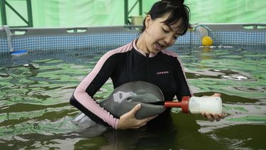 La voluntaria Thippunyar Thipjuntar alimenta a una cría de delfín llamada Paradon en el Centro Investigación y Desarrollo de Recursos Marinos y Costeros de Rayong, en el este de Tailandia, el 26 de agosto de 2022.&nbsp;