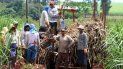 Trabajadores cubanos en campos de caña.