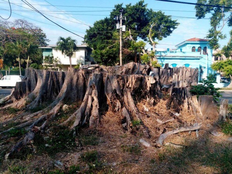 Régimen de Cuba justifica la tala indiscriminada de árboles