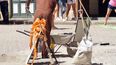 Algunos cálculos elevan a unos 10 000 los trabajadores ilegales del turismo que han quedado desamparados en medio de la crisis sanitaria.
