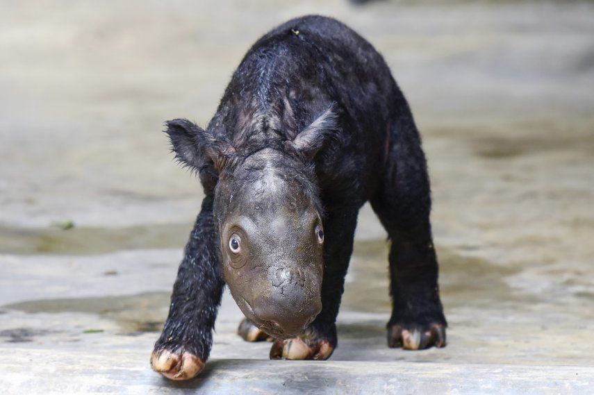 Un cachorro de rinoceronte en el Parque Nacional Way Kambas en Indonesia. Foto facilitada por el Ministerio de Ambiente y Asuntos Forestales de Indonesia.&nbsp;