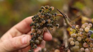 Viñedos en California, un estado gobernado por el radicalismo de izquierda que ha destruido la agricultura y las empresas con sus nefastas políticas económicas.