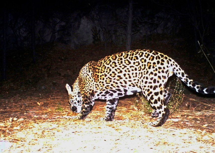 En esta imagen tomada de un video proporcionado por Fort Huachuca, se muestra un jaguar en el sur de Arizona.