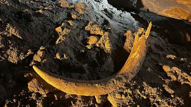 En esta imagen proporcionada por Coleman Fredricks, un colmillo de mamut descubierto por mineros de carbón en mayo de 2023 en la mina Freedom cerca de Beulah, Dakota del Norte. 