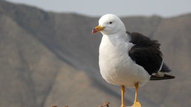 La variedad de aves típicas de Perú, un enorme atractivo en 2024. 