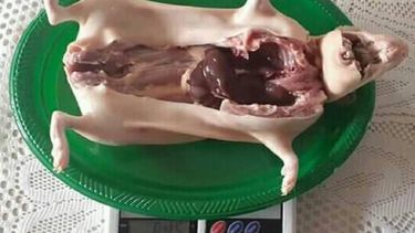 Curieles a la venta en Cuba por 200 pesos&nbsp;