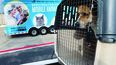 Una mascota espera ser transportada en un aeropuerto del sur de la Florida.