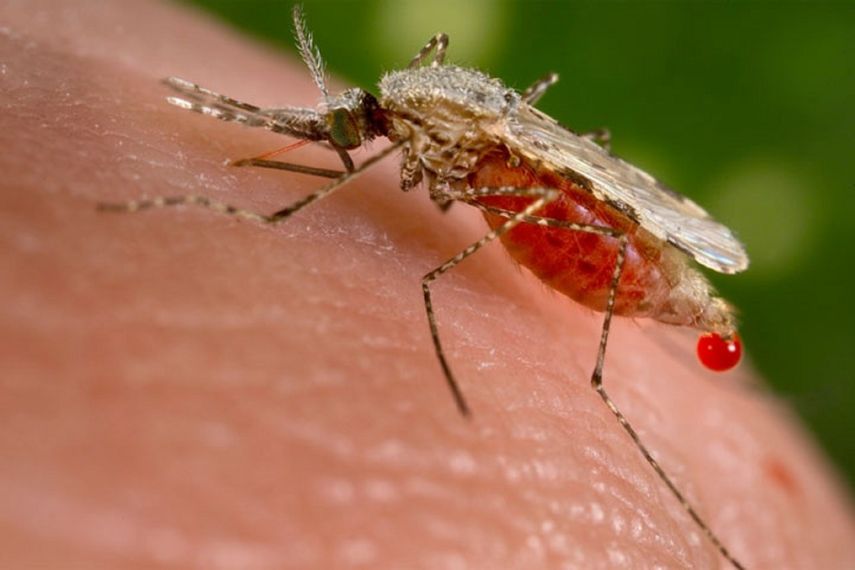 El Parlamento exige también al Estado venezolano que inicie de inmediato planes integrales de prevención contra la malaria