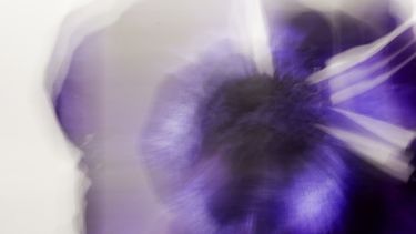 Fotografía de Margarita Boulton que conforma la exposición Mourning Flowers.