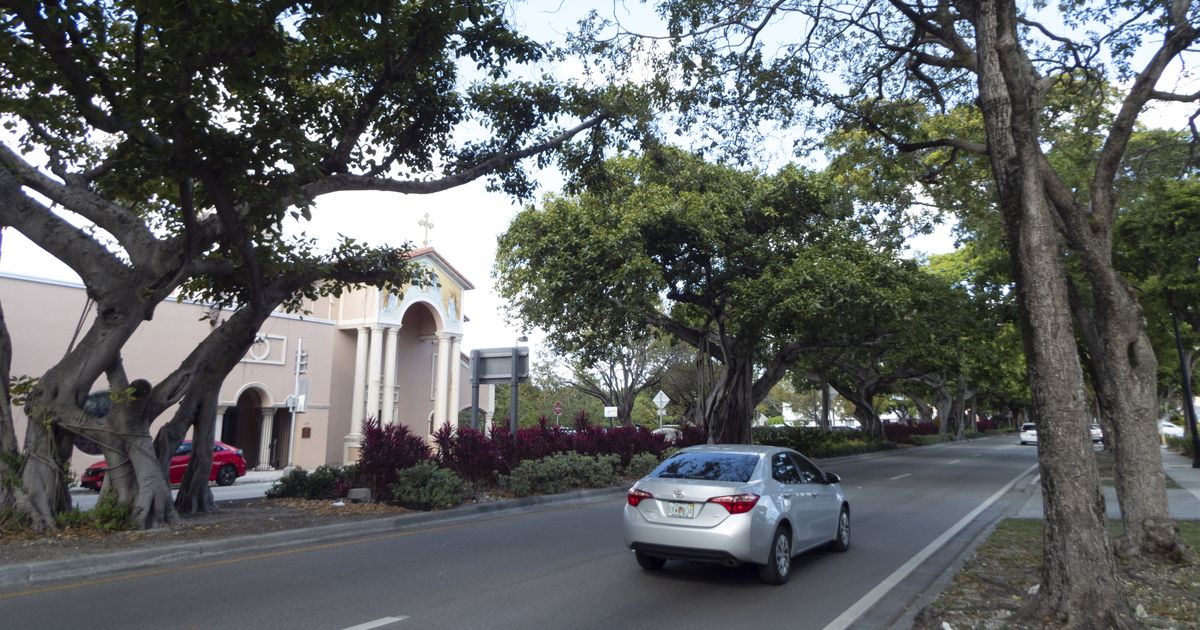 Miami obsequia árboles gratis este sábado para reforestar la ciudad