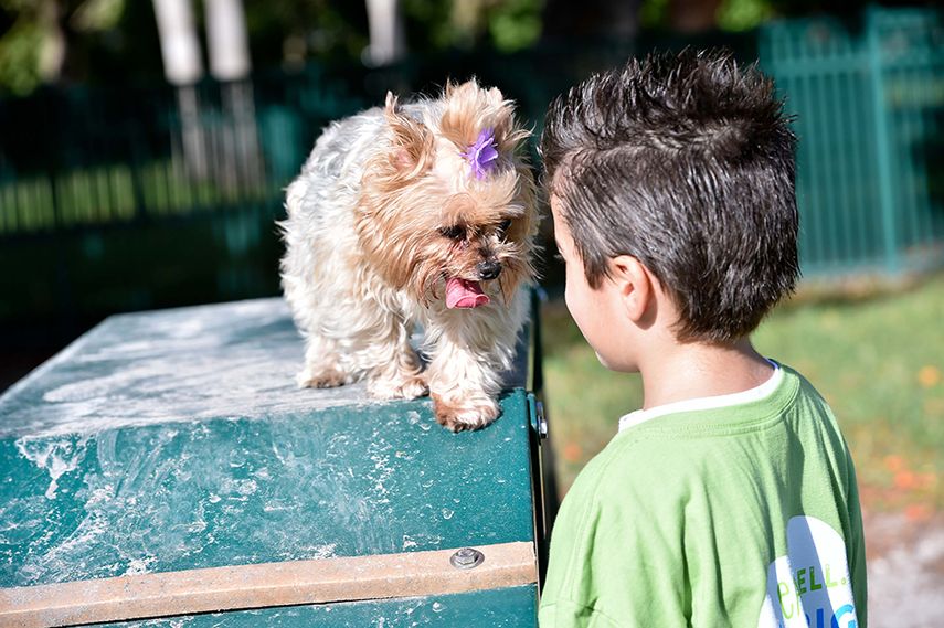 Cientos de miamenses acuden al parque a pasear sus perros o simplemente a hacer ejercicios.(FOTOS ÁLVARO MATA)