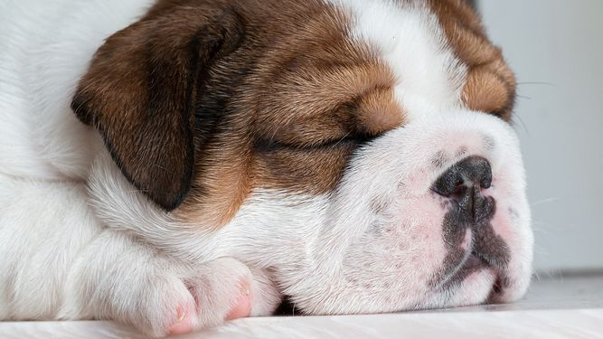 En Estados Unidos está de moda hacer pruebas de ADN a los perros.