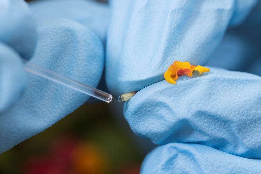 La estudiante de doctorado Vanesa Rostán extrae néctar de una flor de lantana con una pipeta.&nbsp; &nbsp;