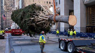 Un abeto noruego que será el árbol de Navidad del Rockefeller Center 2020 es preparado para ser colocado en una plataforma en la plaza neoyorquina el sábado 14 de noviembre de 2020.&nbsp;
