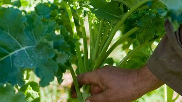 Actualmente más de 3.000 granjas en Estados Unidos se dedican al cultivo de la col rizada.  &nbsp;