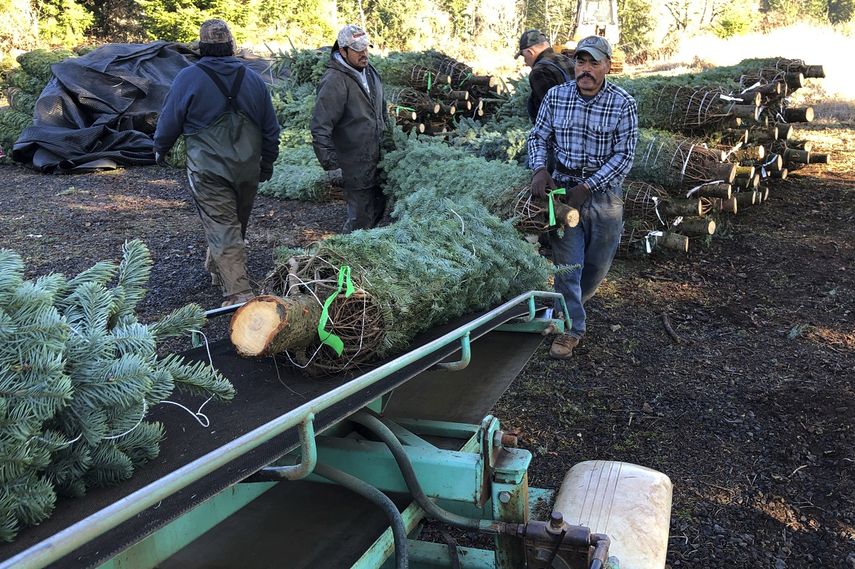 En esta fotograf&iacute;a del 5 de diciembre de 2019, unos trabajadores, la mayor&iacute;a provenientes de M&eacute;xico, cargan &aacute;rboles de Navidad a un cami&oacute;n en Hupp Farms, en Silverton, Oregon.&nbsp;