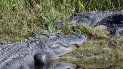 La agencia de vida silvestre ha eliminado cerca de 8.000 caimanes anualmente en los últimos cinco años en todo el estado de Florida. La agencia de vida silvestre ha eliminado cerca de 8.000 caimanes anualmente en los últimos cinco años en todo el estado de Florida.