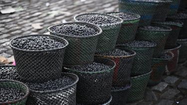 Vista de las bayas de acaí en exhibición en el mercado de Acaí a orillas de la Bahía de Guajara en Belem, estado de Pará, Brasil, el 4 de agosto de 2023.