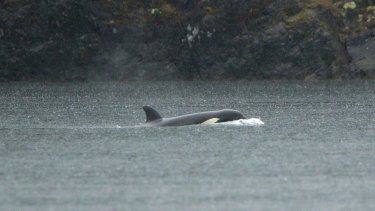 Una cría de orca huérfana, en una laguna cerca de Zeballos, Canadá, el 2 de abril de 2024.&nbsp;