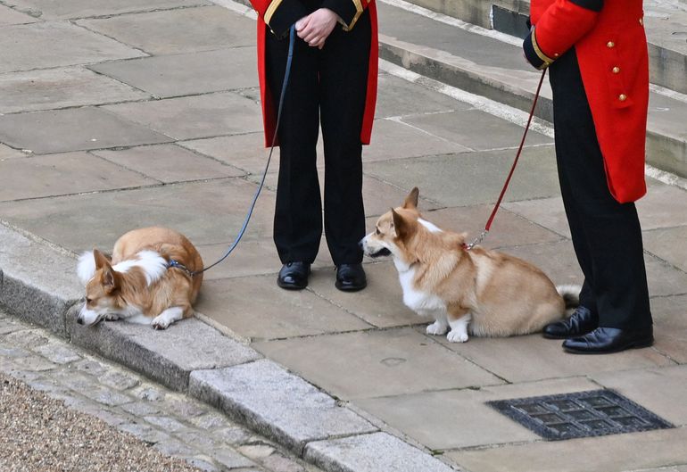 Los corgis de la Reina, Muick y Sandy caminan dentro del Castillo de Windsor el 19 de septiembre de 2022, antes del Servicio de Sepelio de la Reina Isabel II de Gran Bretaña.