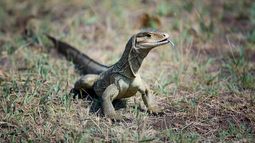 Un ejemplar del lagarto invasor Varano del Nilo. Un ejemplar del lagarto invasor Varano del Nilo.