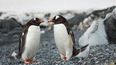 El 20 de enero es el Día para la Concientización de los Pingüinos