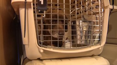 Una de las mascotas que fue evacuada por el huracán Ida y llega al sur de la Florida en busca de un nuevo hogar.