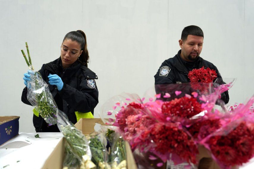 Especialistas en agricultura de la Oficina de Aduanas y Protección Fronteriza (CPB) inspeccionan las flores procedentes de Colombia este viernes, en el Aeropuerto Internacional de Miami, Florida, Estados Unidos.&nbsp;