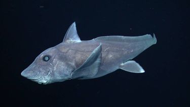El tiburón fantasma es real