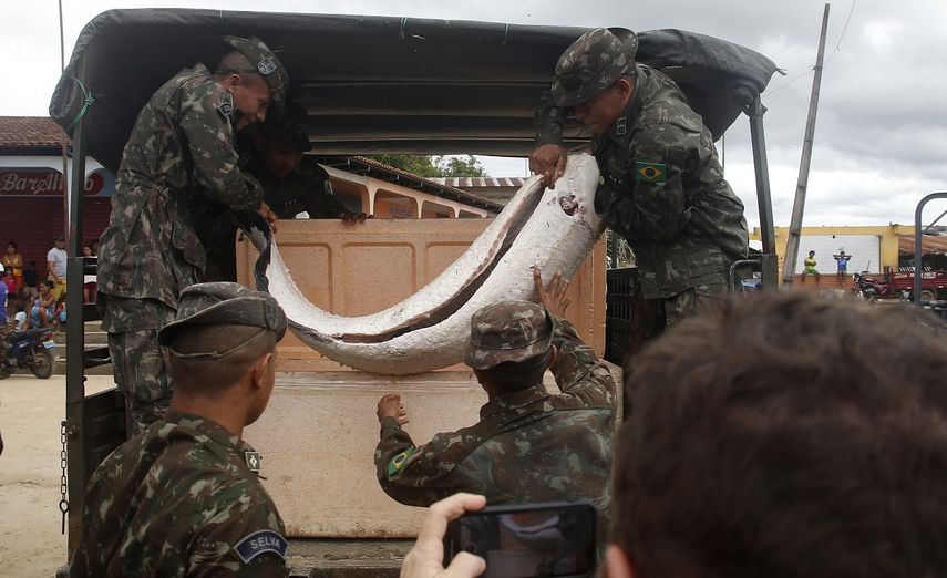 Soldados descargan pescado capturado de forma ilegal en Atalaia do Norte, en el estado brasileño de Amazonas, el sábado 11 de junio de 2022.&nbsp;