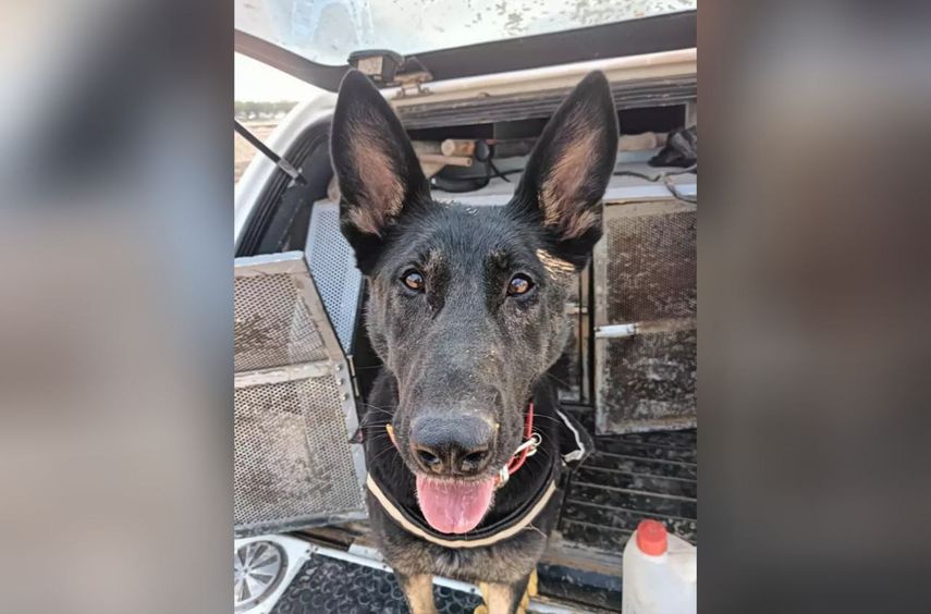 Darwin, uno de los perros utilizado por la Policía Nacional para la búsqueda de cuerpos